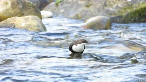White-throated dipper, Cinclus cinclus. Spain Stock Footage 234425977