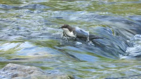 White-throated dipper, Cinclus cinclus. Spain Stock Footage 234426028