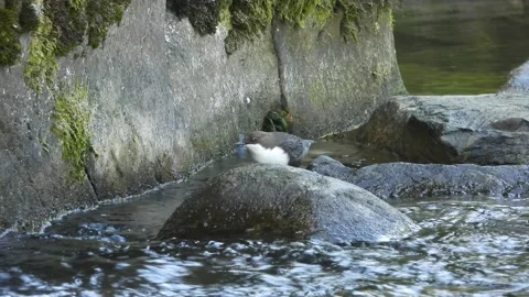 White-throated dipper, Cinclus cinclus. Spain Stock Footage 234426039
