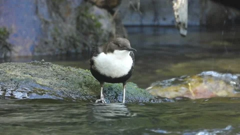 White-throated dipper, Cinclus cinclus. Spain Stock Footage 234426063