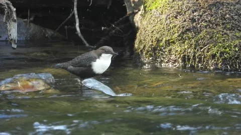 White-throated dipper, Cinclus cinclus. Spain Stock Footage 234426080