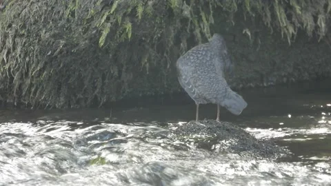 White-throated dipper, Cinclus cinclus. Spain Stock Footage 234426287