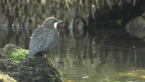 White-throated dipper, Cinclus cinclus. Spain Stock Footage 234426480
