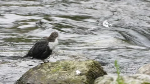 White-throated dipper, Cinclus cinclus. Spain Stock Footage 234426549