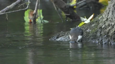 White-throated dipper, Cinclus cinclus. Spain Stock Footage 234426591