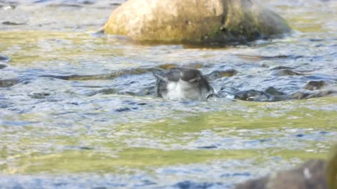 White-throated dipper (Cinclus cinclus), Spain Stock Footage 234426598