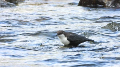 White-throated dipper, Cinclus cinclus. Spain Stock Footage 234426669