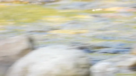 White-throated dipper, Cinclus cinclus. Spain Stock Footage 234426699