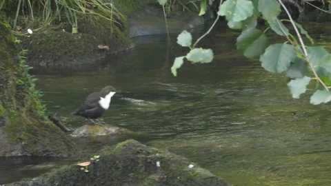 White-throated dipper, Cinclus cinclus. Spain Stock Footage 234426783