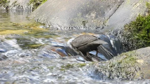 White-throated dipper, Cinclus cinclus. Spain Stock Footage 234427098