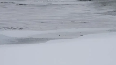 White-throated dipper (Cinclus cinclus) dives into the water in Siberia Stock Footage 269236400