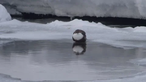 White-throated dipper (Cinclus cinclus)  sits near the water Stock-Footage 269236405