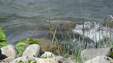 White-throated dipper (Cinclus cinclus) sits on a stone Vídeos de archivo 292921694
