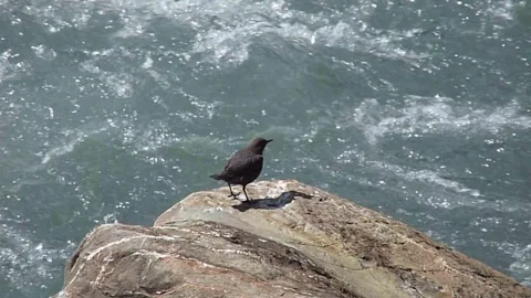 White-throated dipper (Cinclus cinclus) sits on a stone Vídeos de archivo 292922578