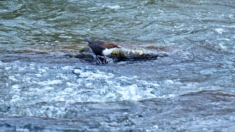 White throated dipper, Cinclus cinclus also known as the European dipper or j Video stock 301515444