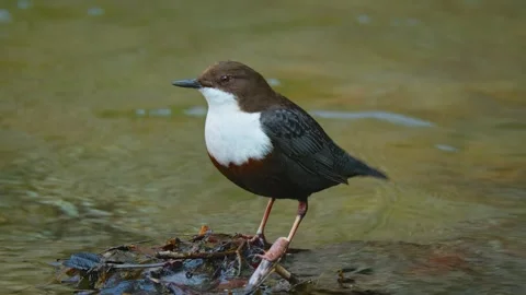 White throated dipper (Cinclus cinclus) singing, bird call Stock Footage 306127409