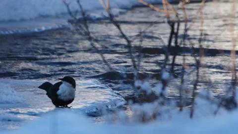 White throated Dipper (Cinclus cinclus) on an Icy River Bank in Winter South Ura Stock Footage 318486556