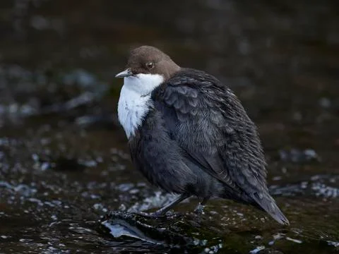 White-throated dipper (Cinclus cinclus) Stock Photos