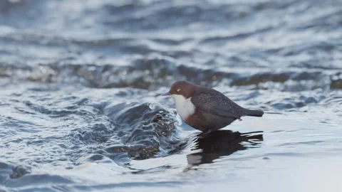 White throated dipper dives into a flowing river Stock Footage 302728565