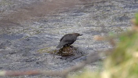 White Throated Dipper diving in water Video stock 105947237