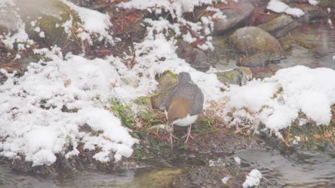 White-throated dipper eating a tiny fish on a riverbank, 4K Video stock 147346884