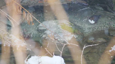 White-throated dipper eating a tiny fish on a riverbank, 4K Stock Footage 147346961
