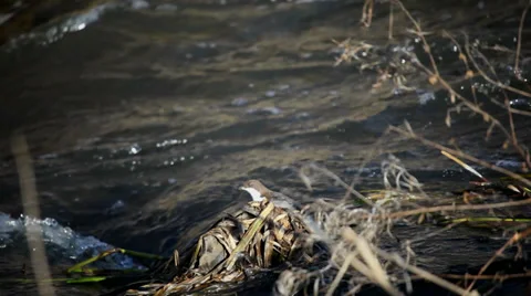 White-throated Dipper Stock Footage 35248870
