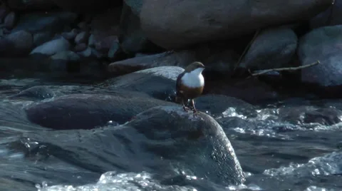 WHITE-THROATED DIPPER Stock Footage 36259846