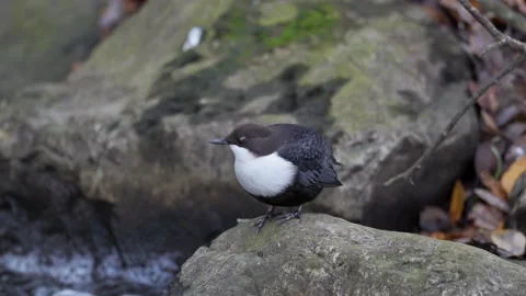 White-throated dipper Stock Footage 143745111