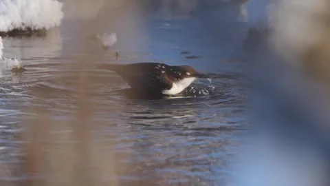 White throated Dipper Foraging in a Cold River in Winter South Ural, Russia Stock Footage 318485719