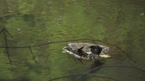White Throated Dipper Getting Up On a Rock in a Tranquil River, High Angle Video stock 220673919