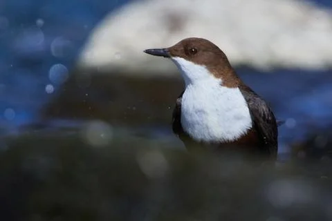 White-throated dipper Stock Photos