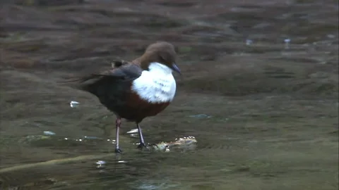 White-throated dipper preening on branch in stream Stock Footage 319003751