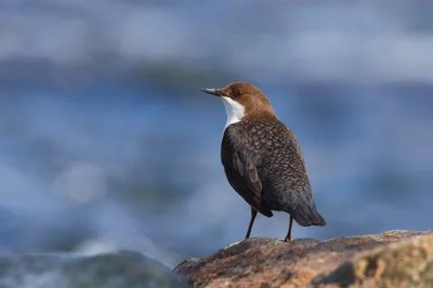 White-throated dipper in spring Stock Photos