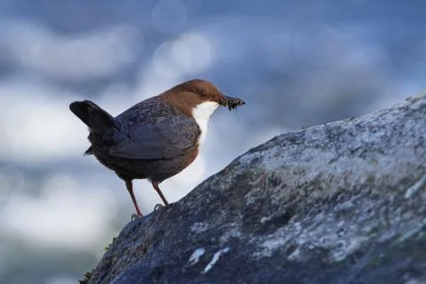 White-throated dipper in spring Stock Photos