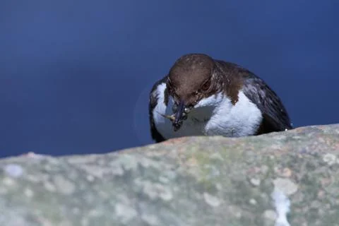 White-throated dipper in spring Stock Photos