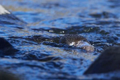 White-throated dipper in spring Stock Photos