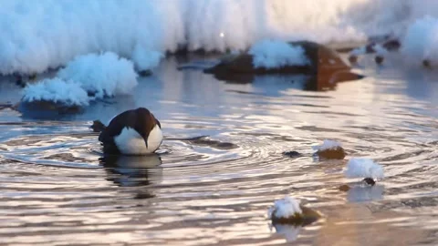 White throated Dipper Wading in a Winter River South Ural, Russia Stock Footage 318486601
