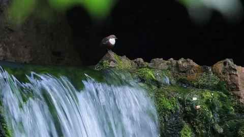 White-throated dipper on the waterfall Stock Footage 81365311
