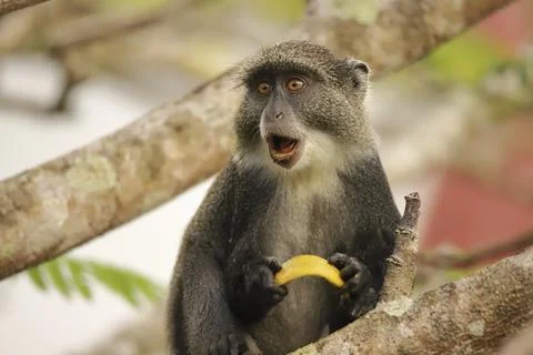 White-throated guenon (Cercopithecus albogularis), with small yellow fruit in Stock Photos