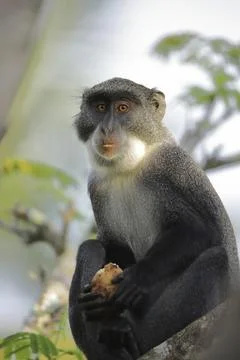 White-throated guenon (Cercopithecus albogularis), sitting, with a fruit in his Foto stock