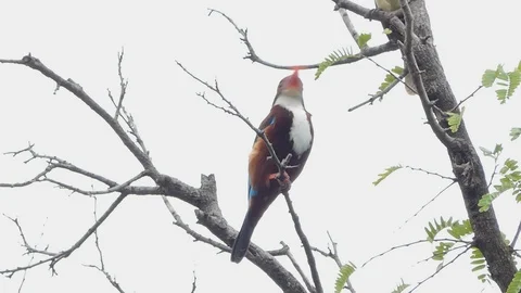 White-throated Kingfishe on tree. Video stock 101377023