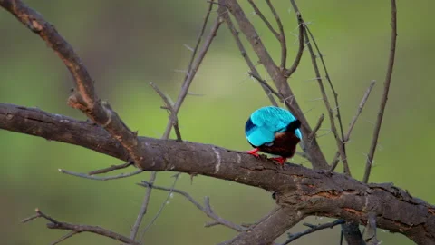 White-throated Kingfisher beating a captured fish against a tree branch. Vidéo 341010270