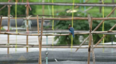 White-throated kingfisher bird knocking its pray on the bamboo and comsume Stock Footage 66418329