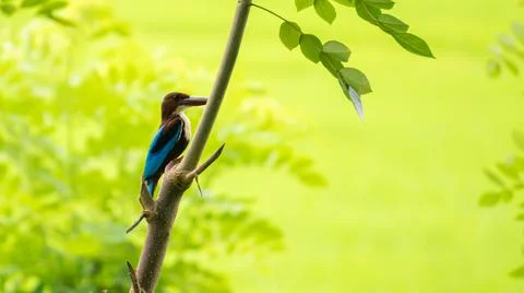 White-throated kingfisher bird perched and resting a tree, lush green grass b Stock Photos