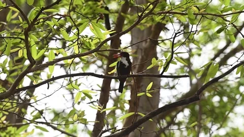 White throated kingfisher cleaning itself in Panna naitonal park Stockbeeldmateriaal 335695341