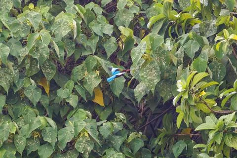 White-throated Kingfisher in Fast Flight Across Green Tropical Canopy Stock Photos