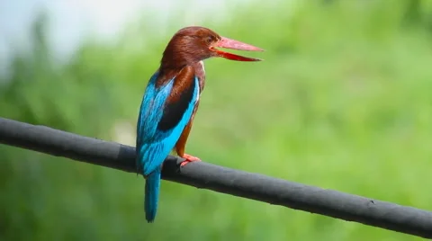 White Throated Kingfisher 库存影片 43098757