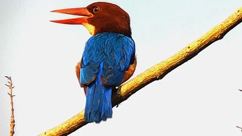 A white-throated kingfisher Stock Footage 286805610