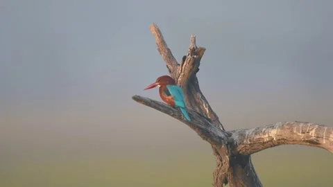 White-throated Kingfisher Stock Footage 315429323